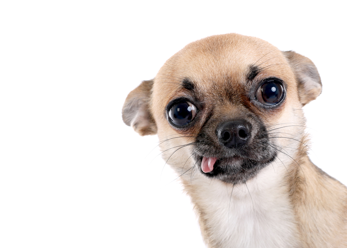 Gallery | Pets - Picture Studios